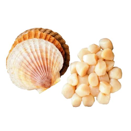 Морской гребешок