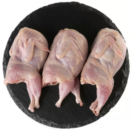 Перепела домашние