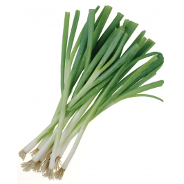 Лук зелёный