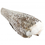 Макрурус замороженный